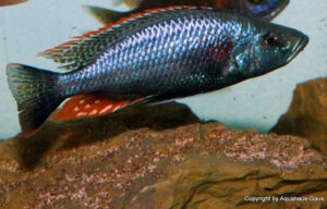 Dimidiochromis strigatus 'Kambiri Point''Kambiri Point' Dimidiochromis strigatus 'Kambiri Point'