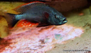 Dimidiochromis strigatus 'Kambiri Point'