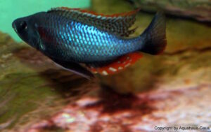 Dimidiochromis strigatus 'Kambiri Point'