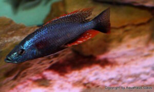Dimidiochromis strigatus 'Kambiri Point'