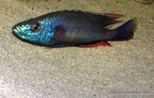 Dimidiochromis strigatus 'Kambiri Point'