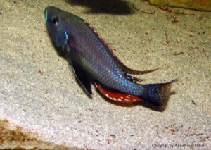 Dimidiochromis strigatus 'Kambiri Point'
