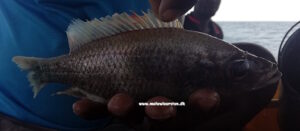 Diplotaxodon longimaxilla 'Nkhata Bay'