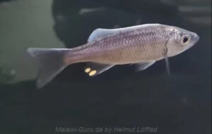 Diplotaxodon longimaxilla 'South East Arm'