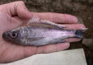 Diplotaxodon - Verzeichnis - Nonmbuna Diplotaxodon longimaxilla 'South East Arm'