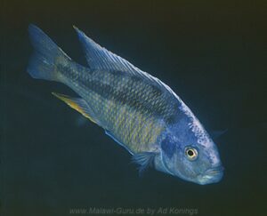 Docimodus evelynae 'Meponda'