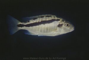 Docimodus evelynae 'Minos Reef'