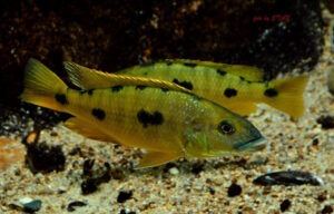 Exochochromis anagenys