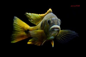 Exochochromis anagenys