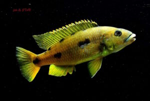 Exochochromis anagenys
