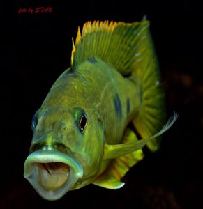 Exochochromis anagenys