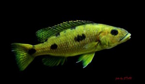 Exochochromis anagenys