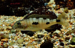 Exochochromis anagenys