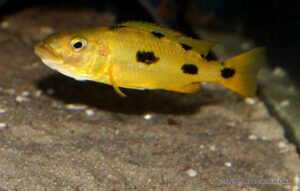 Exochochromis anagenys