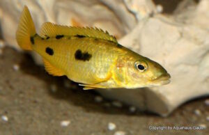 Exochochromis anagenys