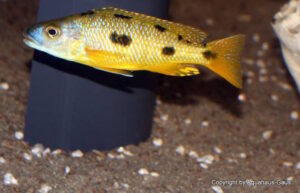 Exochochromis anagenys