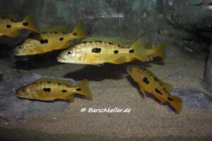 Exochochromis anagenys