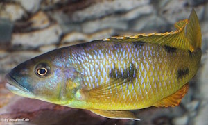 Exochochromis anagenys