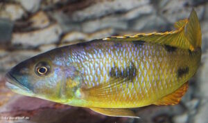 Exochochromis anagenys