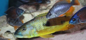 Exochochromis anagenys