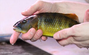Exochochromis anagenys