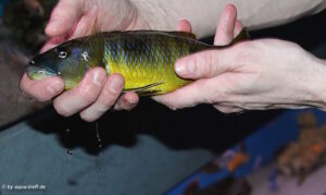 Exochochromis anagenys