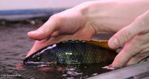 Exochochromis anagenys