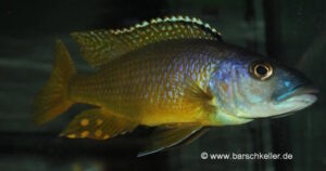 Exochochromis anagenys