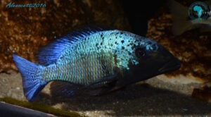 Fossorochromis rostratus 'Chesese'