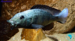 Fossorochromis rostratus 'Chesese'