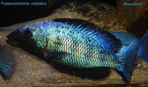 Fossorochromis rostratus 'Chesese'