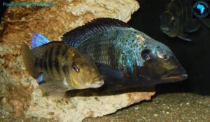 Fossorochromis rostratus 'Chesese'