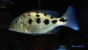 Fossorochromis rostratus 'Chesese'
