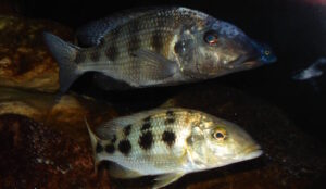 Fossorochromis rostratus 'Chesese'