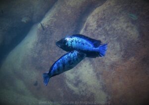 Fossorochromis rostratus