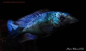 Fossorochromis rostratus