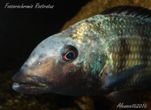 Fossorochromis rostratus 'Chesese'