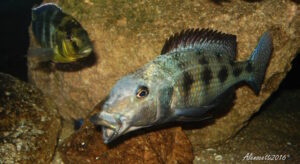 Fossorochromis rostratus 'Chesese'