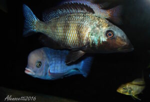 Fossorochromis rostratus 'Chesese'