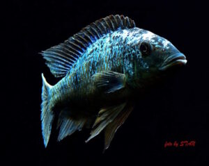 Fossorochromis rostratus