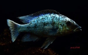Fossorochromis rostratus 'Chesese'