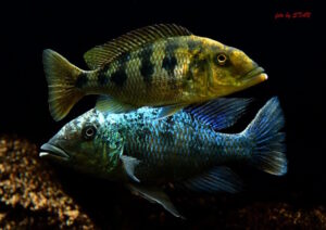 Fossorochromis rostratus 'Chesese'