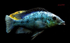 Fossorochromis rostratus 'Chesese'