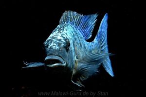 Fossorochromis rostratus 'Chesese'