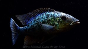 Fossorochromis rostratus