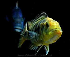 Fossorochromis rostratus 'Chesese'