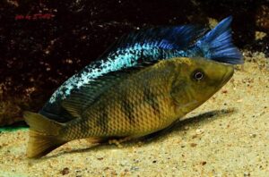 Fossorochromis rostratus 'Chesese'