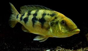 Fossorochromis rostratus 'Chesese'