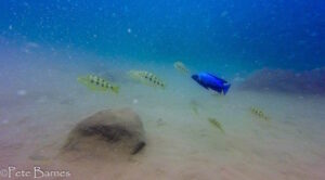 Fossorochromis rostratus 'Mbamba Island'