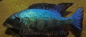 Fossorochromis rostratus 'Mbenji Island'